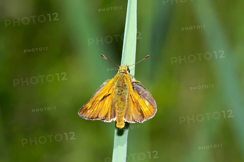 Small skipper
