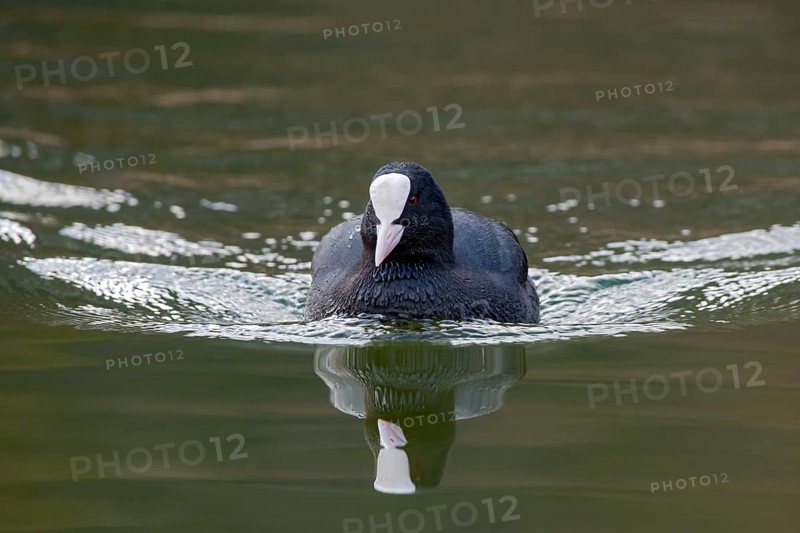 Common coot