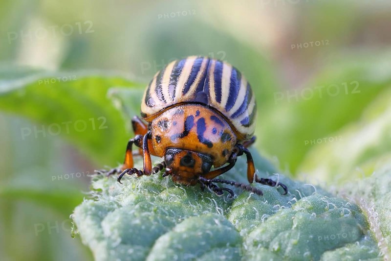 Colorado potato beetle