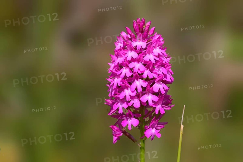 Pyramidal Orchid