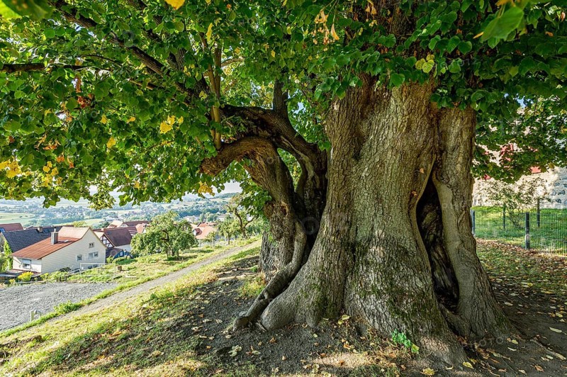 Natural monument hollow tree