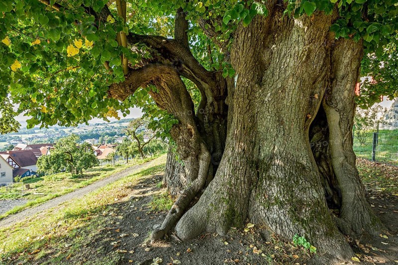 Natural monument hollow tree