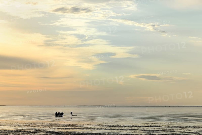 Guided mudflat tour in the evening hours
