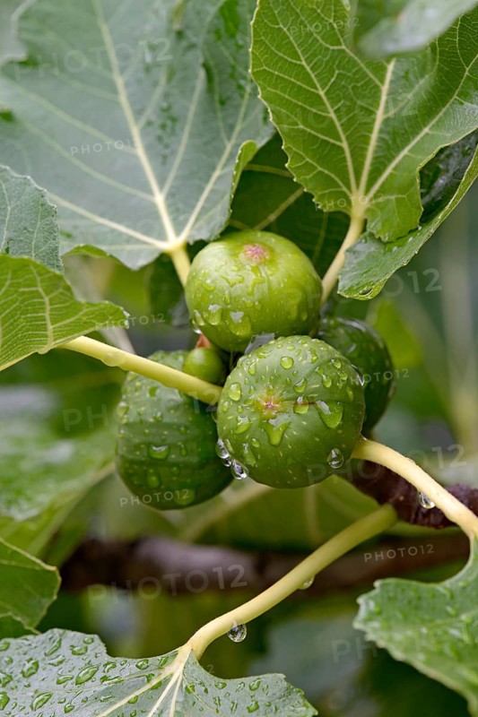 Ficus tree