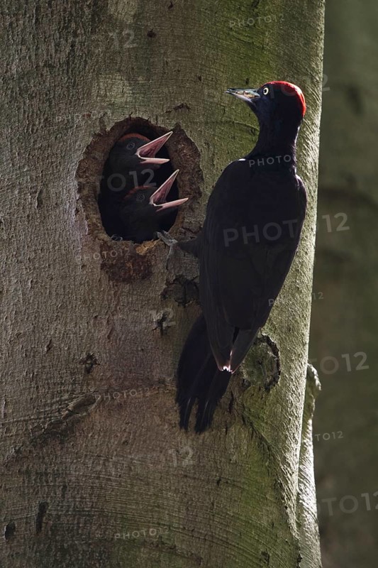 Black woodpeckers