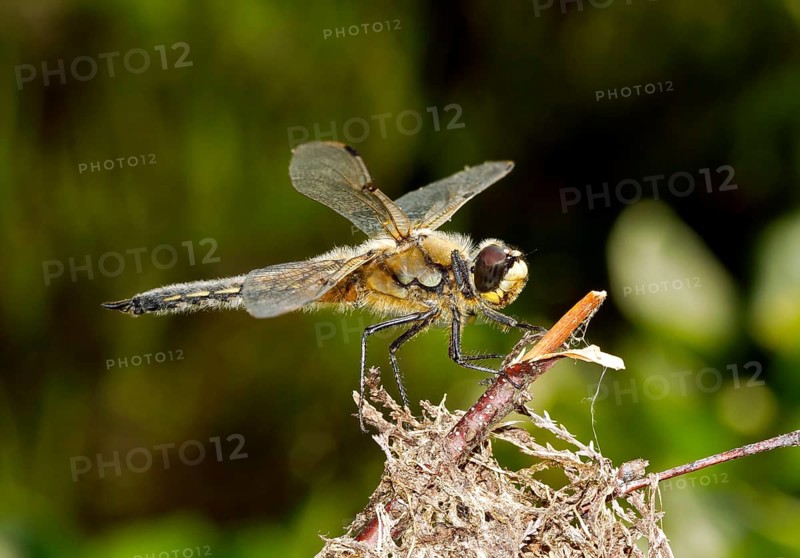 Rare large dragonfly Eurasian baskettail