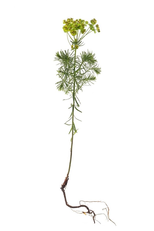 Cypress Spurge