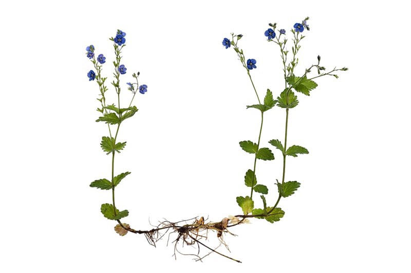 Slender speedwell