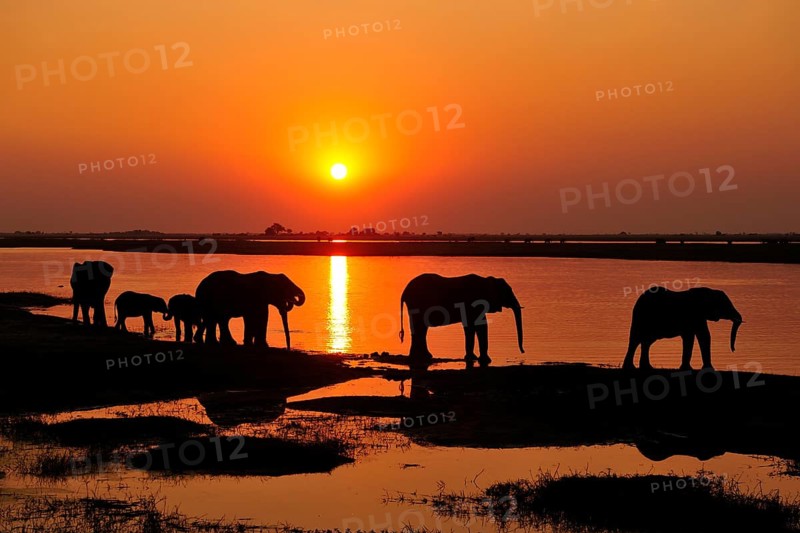 Elephants