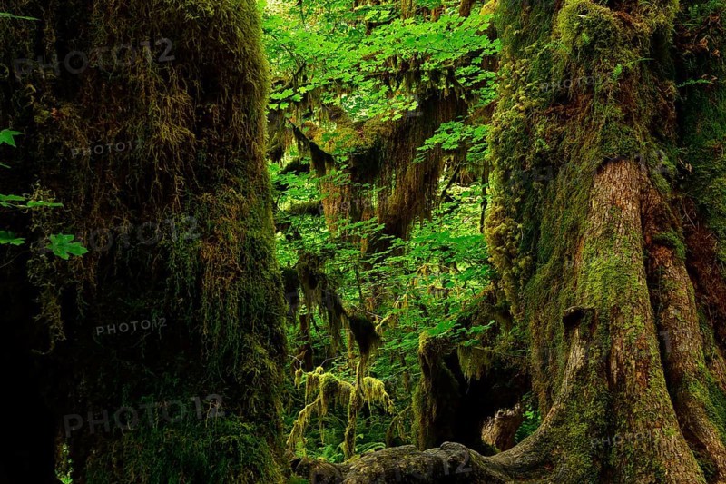 Dense vegetation in the rainforest