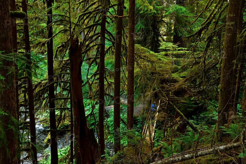 Dense vegetation and footpath through the rainforest