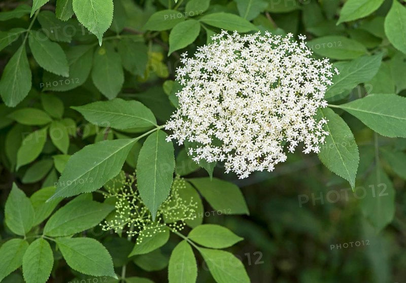 Inflorescence of black Elders