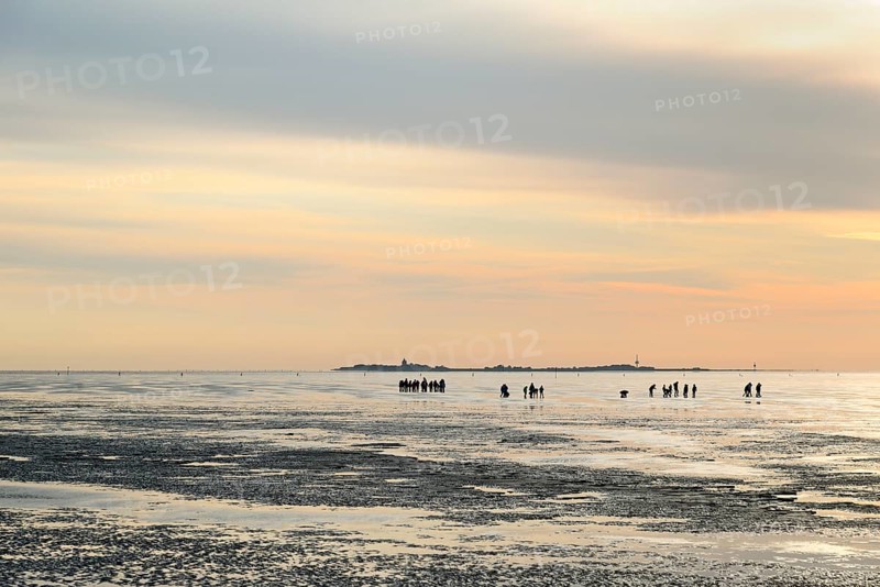 Guided mudflat tour in the evening hours