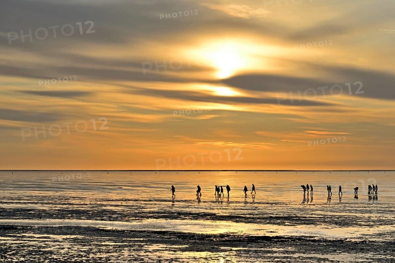 Guided mudflat tour in the evening hours