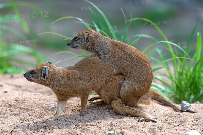 Mating Mongooses