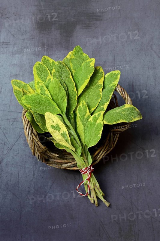 Panaschierter Salbei