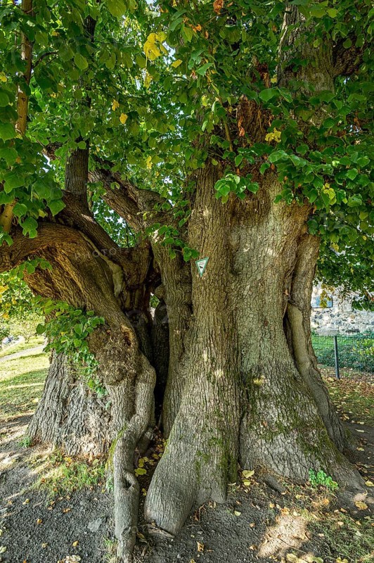 Natural monument hollow tree