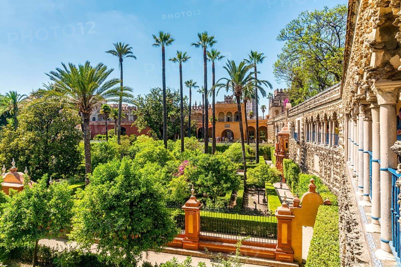 Garden with palm trees