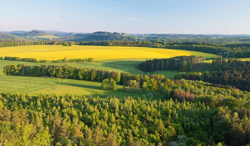 View from Rauenstein over blooming rape fields to the fortress Koenigstein and Pfaffenstein