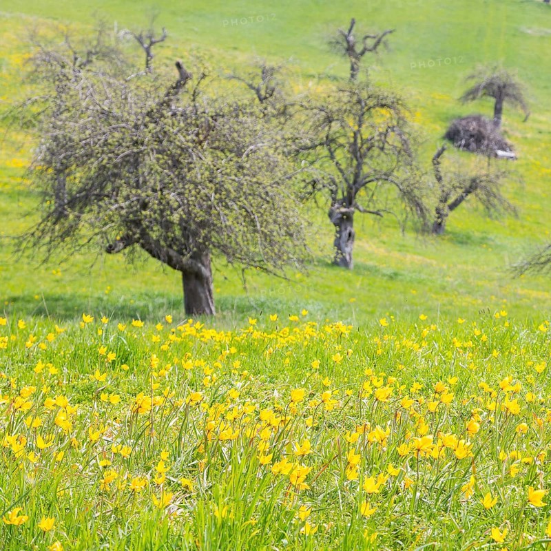 Orchard meadow in spring