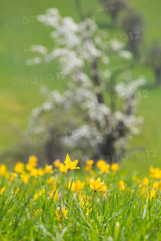 Orchard meadow in spring