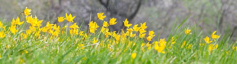 Orchard meadow in spring
