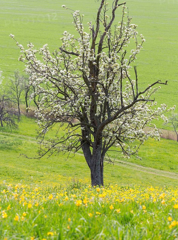 Orchard meadow in spring