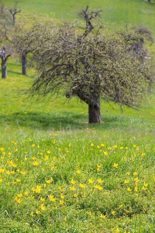Orchard meadow in spring