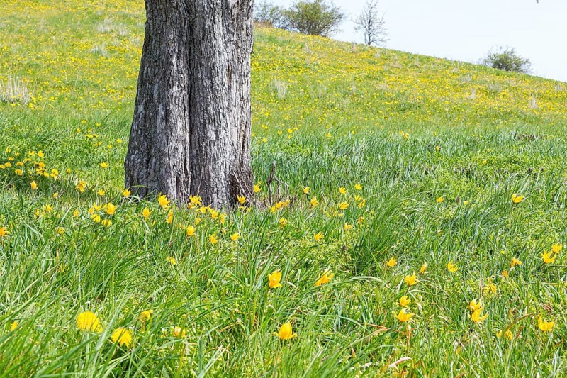 Meadow orchard in spring