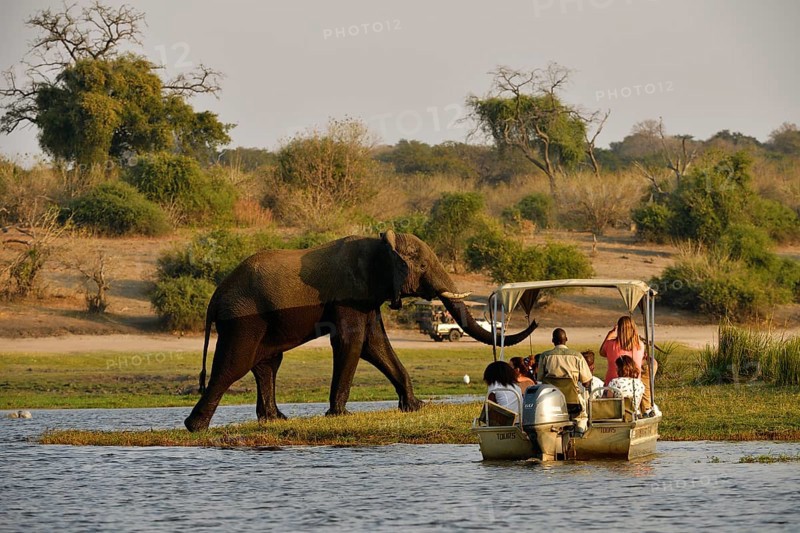 Elephant
