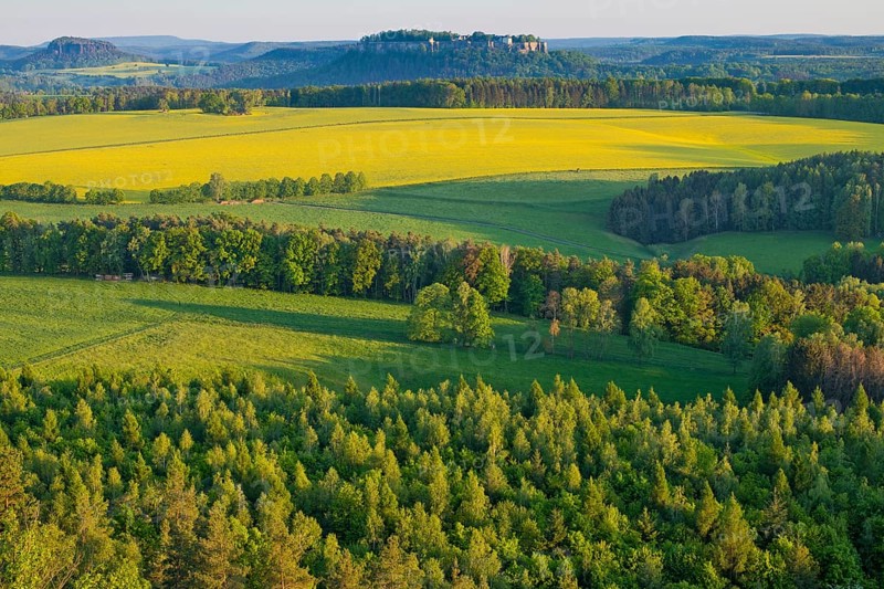 View from Rauenstein over blooming rape fields to the fortress Koenigstein and Pfaffenstein