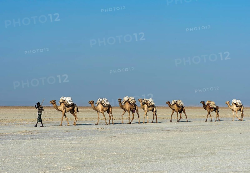 Afar Shepherd leads dromedary caravan loaded with rock salt plates across the Assale Salt Lake