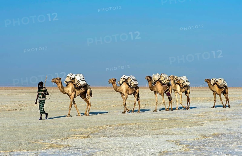 Afar Shepherd leads dromedary caravan loaded with rock salt plates across the Assale Salt Lake