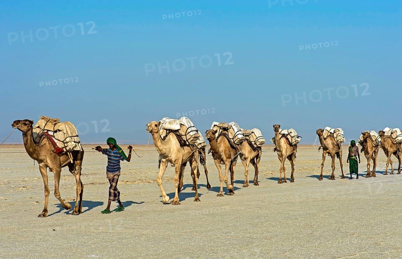 Afar Shepherd leads dromedary caravan loaded with rock salt plates across the Assale Salt Lake