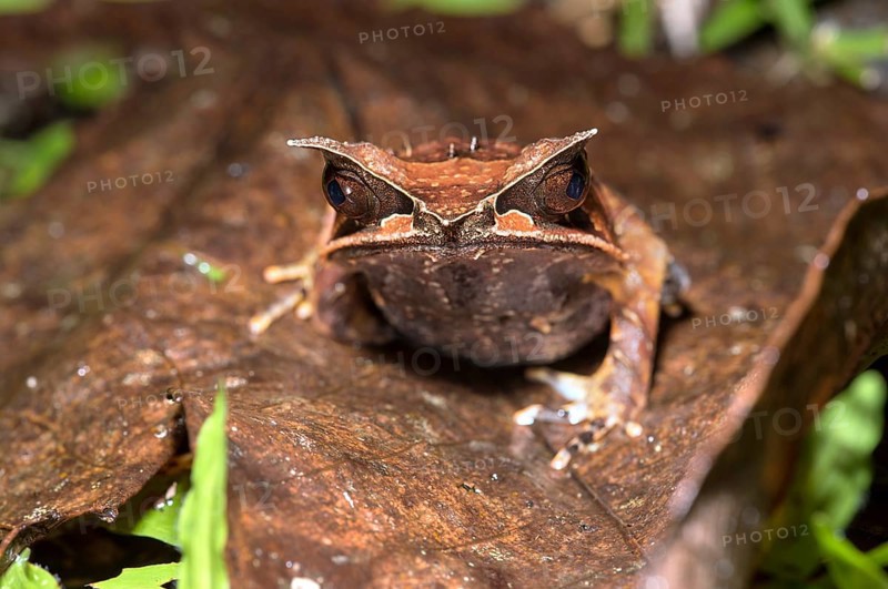 Long-nosed horned frog
