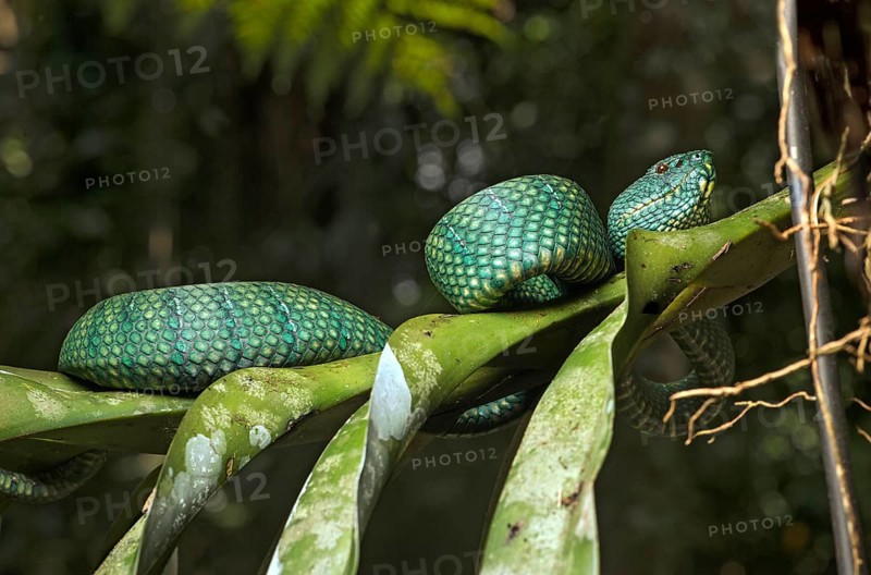 Toxic MinesViper