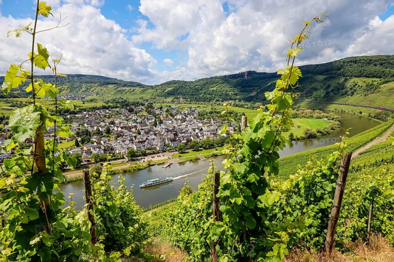 Vineyards on the Moselle