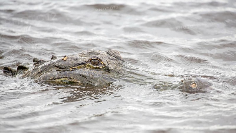 American alligator