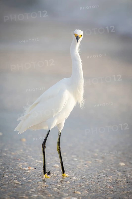 Little egret