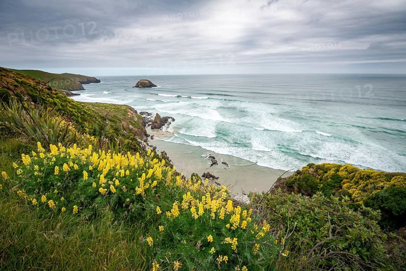 Yellow lupins on the steep coast