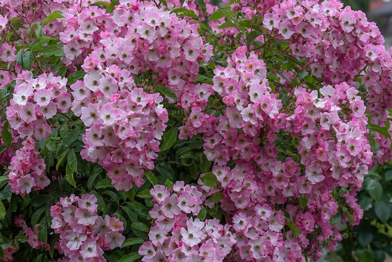 Flowering rambler rose Maria Lisa
