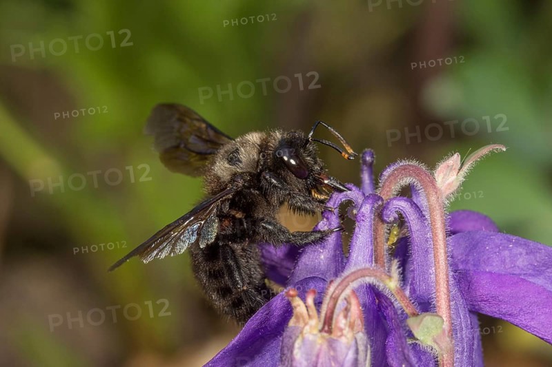 Violet carpenter bee