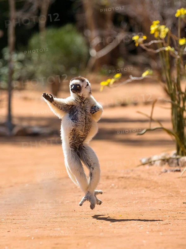 Verreaux's sifaka