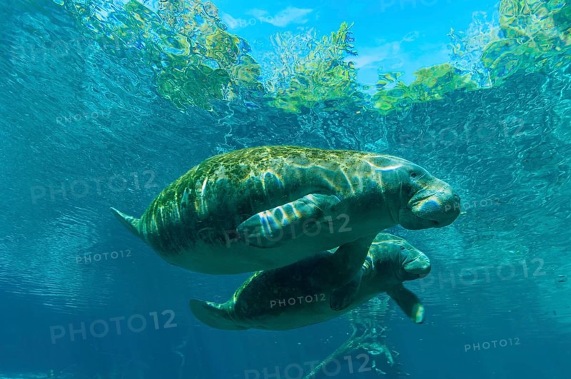 Manatee