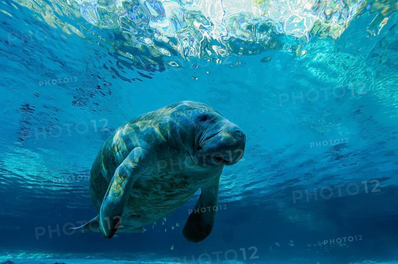 Manatee