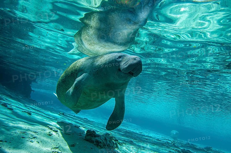 Manatee