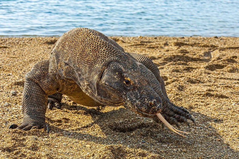Komodo dragon