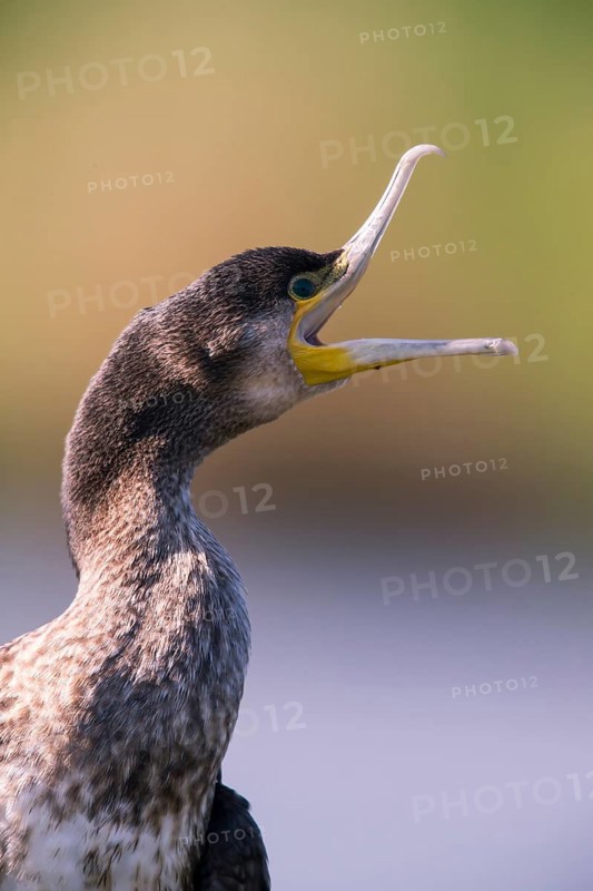 Great cormorant