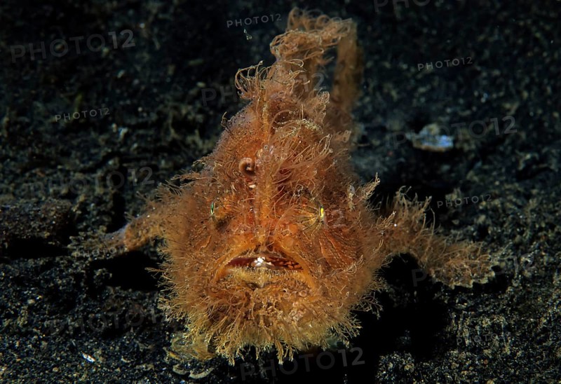 Shaggy frogfish