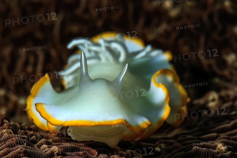 Ardeadoris Sea Slug